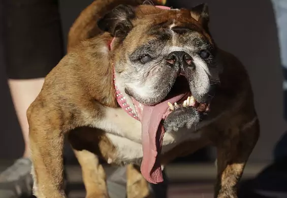 Najbrzydszy pies świata 2018 roku: poznaliśmy wyjątkowo poczwarnego zwycięzcę