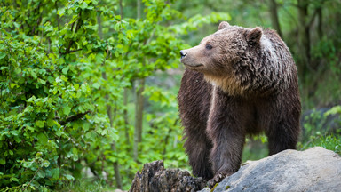 Schronisko dla niedźwiedzi na Węgrzech zakazało karmienia ich miodem