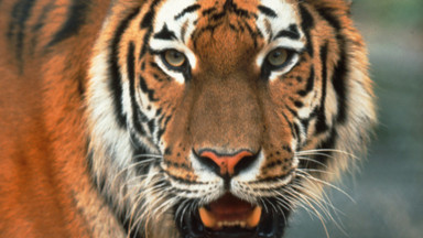 Meksyk: cyrkowy tygrys zagryzł tresera na oczach widowni
