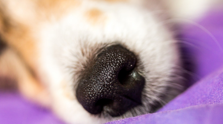 A kutyák orrán rengeteg érzékelősejt van/Fotó:Northfoto