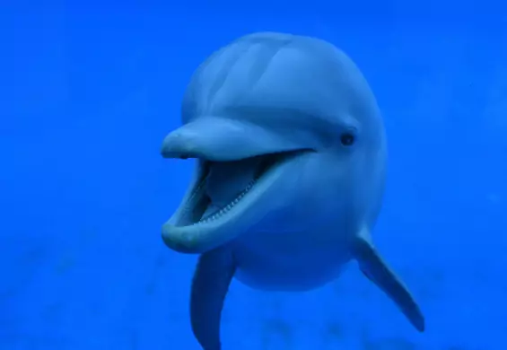 Kanada zakazuje niewolenia delfinów i innych waleni w parkach wodnych