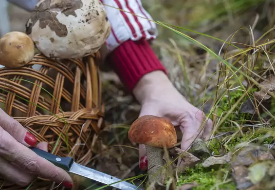 Ciesz się ich smakiem przez cały rok — trzy sposoby suszenie grzybów leśnych