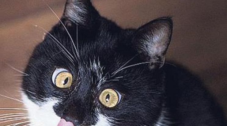 Kancsal cica az internet új sztárja - fotó!