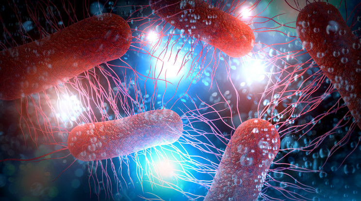 Az Escherichia coli, avagy a kólibacilus ostoros változata. Az E. coli általában a születés utáni első negyven órában megtelepszik az újszülött tápcsatornájában. A fertőzés történhet étel, víz vagy az újszülöttel kapcsolatba kerülő emberek útján. A tápcsatornában a vastagbél felületéhez tapad. Az emberi test egyik legfontosabb kommenzalista organizmusa. Gyors osztódásával kiszorítja a kórokozó baktériumokat. A virulens törzsek okozhatnak gasztroenteritiszt, húgyúti fertőzéseket és meningitiszt / Fotó: Getty Images