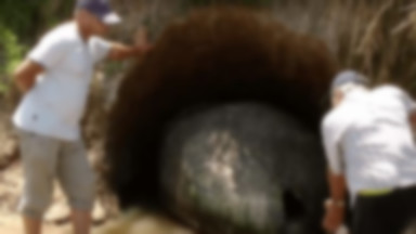 Argentyński farmer natknął się na olbrzymią skamielinę. Naukowcy przecierali oczy ze zdumienia
