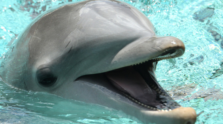 A delfinek sem betegek, sem sérültek nem voltak /Fotó: Northfoto