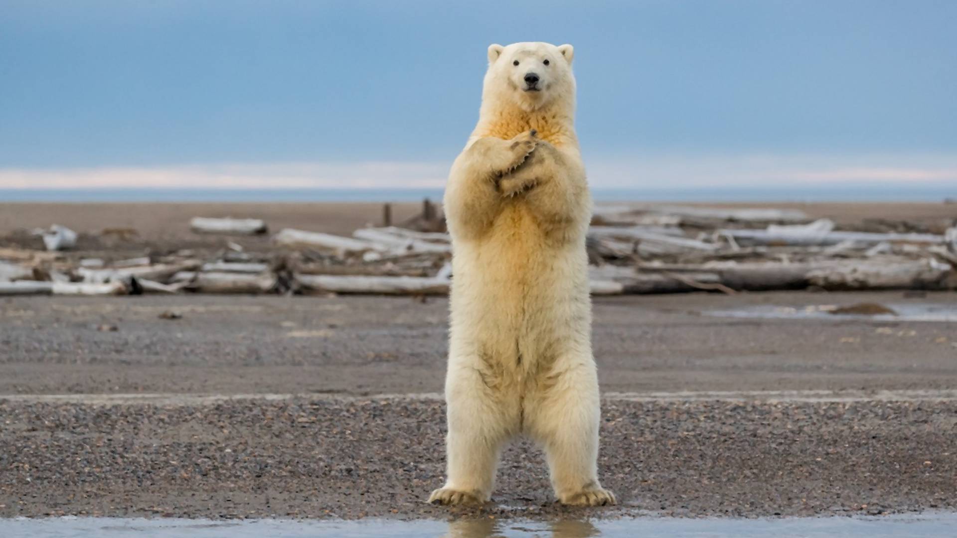 Fotografije razigranog polarnog medveda bole koliko su slatke