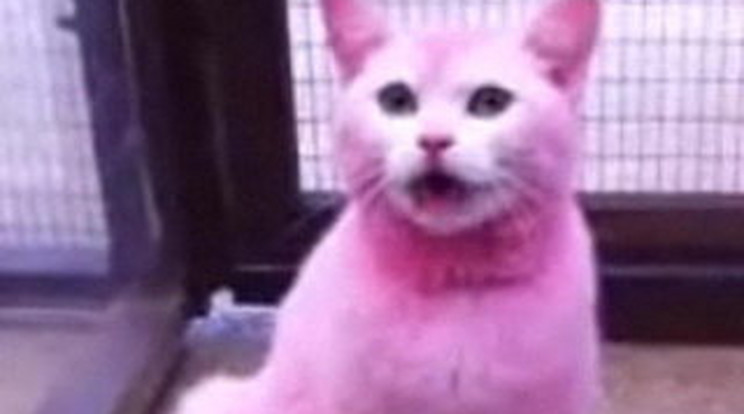 Rózsaszínre festették a hófehér macskát