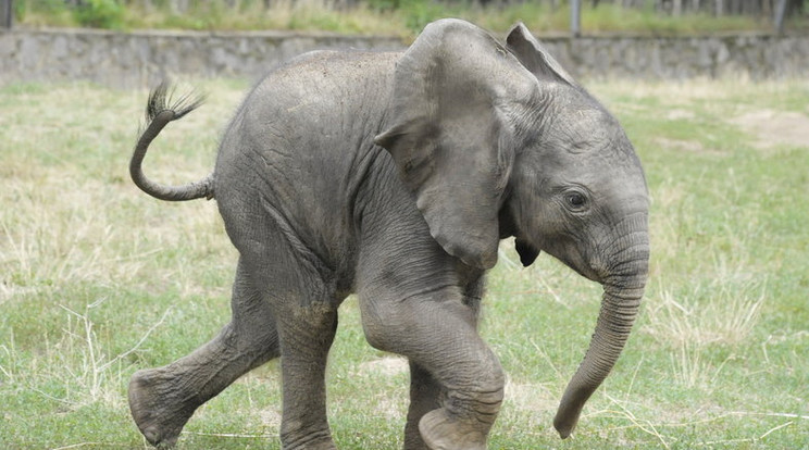 Kiselefánt a Nyíregyházi Állatparkból/Fotó: Sóstó ZOO