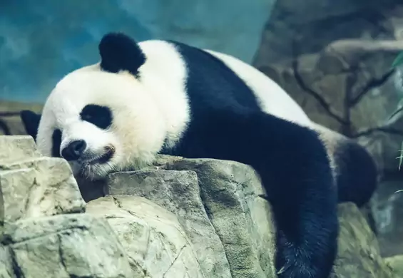 Dowody na to, że pandy są najbardziej uroczymi stworzeniami na Ziemi. Uwaga, jest bardzo słodko!