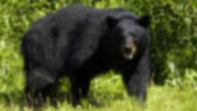 Alaska: niedźwiedź wszedł do baru, ale "poproszony", grzecznie wyszedł