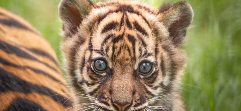 We wrocławskim zoo urodził się jeden z najrzadszych tygrysów na świecie