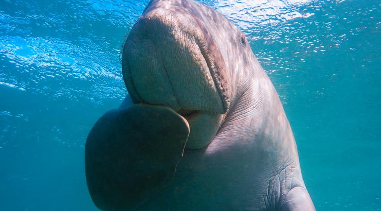 Dugong