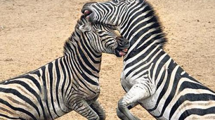 Zebraharc! Egymásnak estek az állatok! - Fotók