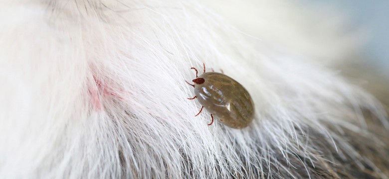 Coraz więcej psów i kotów ma boreliozę. Czy chorobą możesz zarazić się od swojego pupila