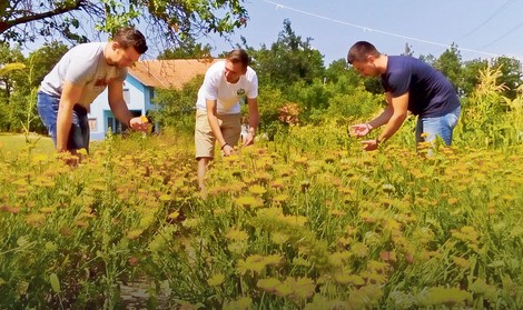 Još u staroj Jugoslaviji Jabukovac je imao otkupnu stanicu i sušaru lekovitog bilja, a sada su na livadama ponovo nikli zasadi nevena i smilja