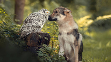 O psie, który przyjaźnił się z... sową. Tanja Brandt fotografuje nietypowe relacje wśród zwierząt