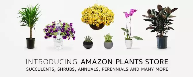 Na Amazonie kupimy rośliny