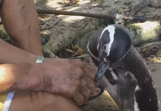 Pingwin przepływa 8 tys. kilometrów, żeby spotkać się z człowiekiem, który go uratował
