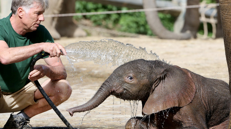 A néhány napos kiselefántot, Gust az állatkert gondozója egy slaggal locsolva fürdeti meg mindennap, és nagyon élvezi a hűsölést /Fotó: Northfoto