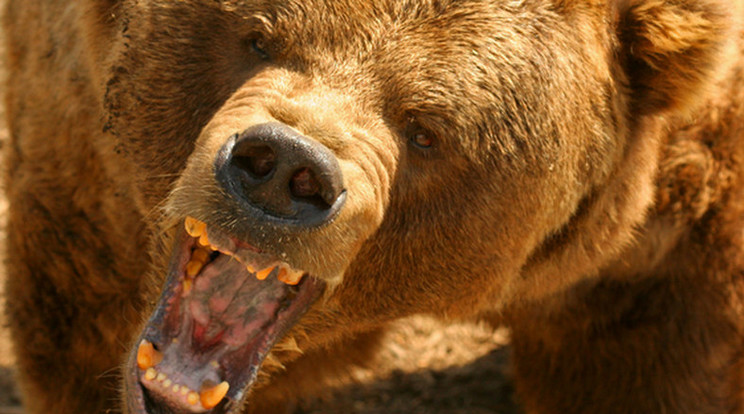 Medve támadt az édesanyára és a gyerekekre / Illusztráció: Northfoto