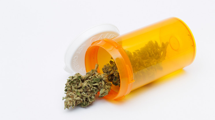 Kannabisz mint gyógyszer? /Fotó: Northfoto