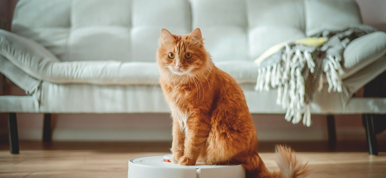 Odkurzacze automatyczne, które dobrze sprawdzą się w mieszkaniu, gdzie jest pies lub kot