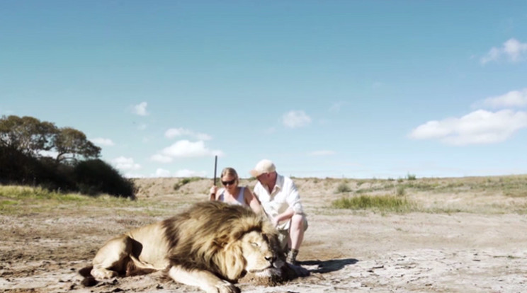 A vadászók egy lelőtt oroszlánnal akartak képet készíteni/Fotó:Daily Mail Video Grab