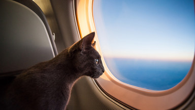 Atak kota zmusił pilota do awaryjnego lądowania