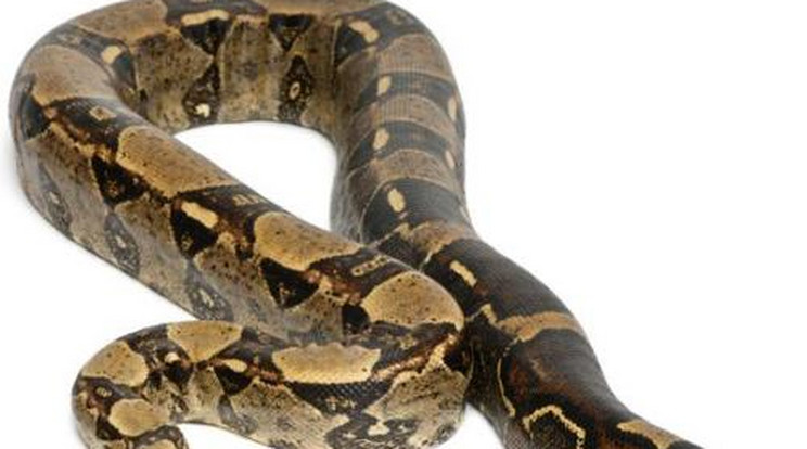 Életveszély! Elszabadult óriáskígyótól rettegnek Makláron