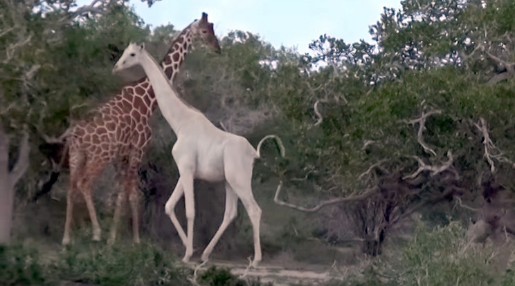 Eddig nem sok ilyen
állatot fotóztak /Fotó: Hirola Conservation Programme