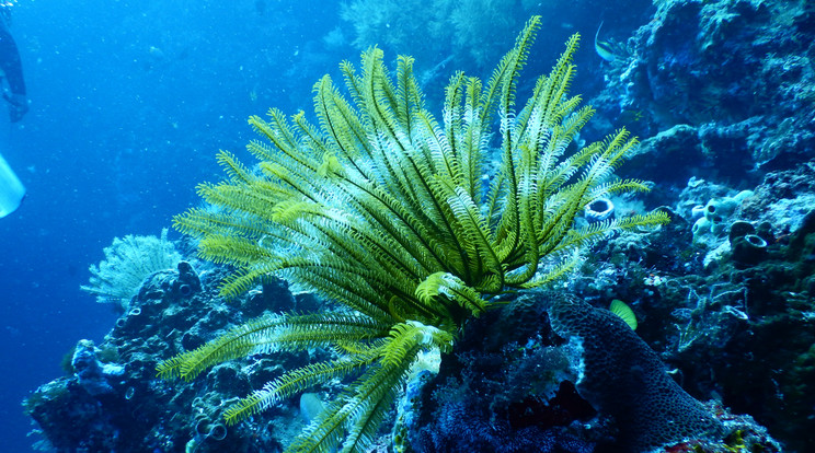 Noé bárkájához hasonló projekttel mentenék meg korallzátonyt./ Fotó: Pexels