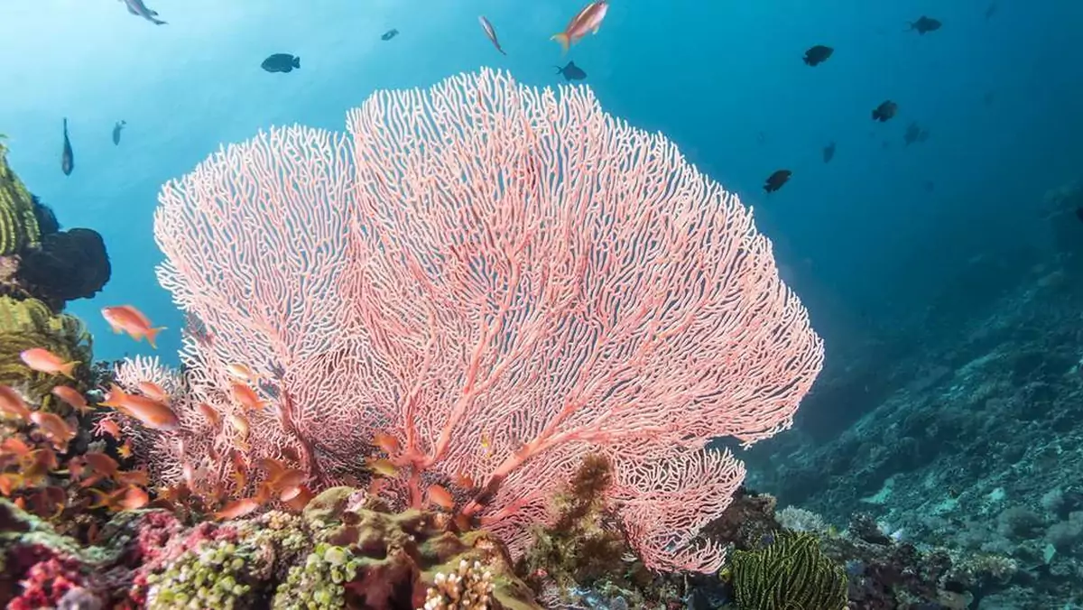 Syntetyczny koralowiec oczyści oceany