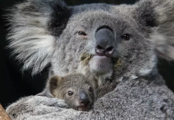 Coraz mniej koali w Australii. Dlaczego grozi im wyginięcie do 2040 roku?