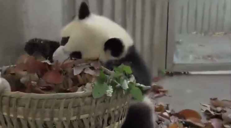 Nem hagyták takarítani gondozóikat a pandák/Fotó:Grab