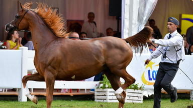 Wylicytował konie za milion euro i nie zapłacił. Organizatorzy Pride of Poland szykują plan "B"