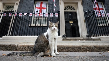 Otrzymują prezenty, listy, smakołyki i pracę w rządzie... Oto koty, które stały się gwiazdami brytyjskiej polityki