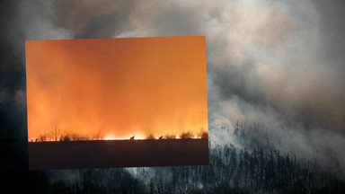 Rosja ma kolejny problem. Gigantyczne pożary "mogą uratować Ukrainę"