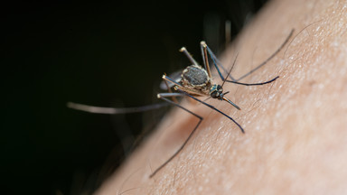 Zapal taką świecę lub... pokrój cebulę. Pożegnasz się z insektami w ogrodzie