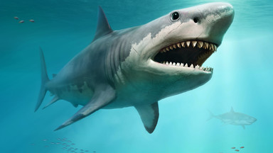 Megalodon rządził oceanami. Ale wszystko na jego temat jest zagadkowe. "Znajdujemy tylko zęby i kręgi"