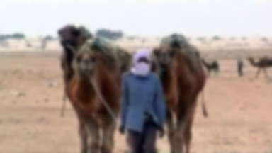 Tunezja: wielbłądy - okręty pustyni