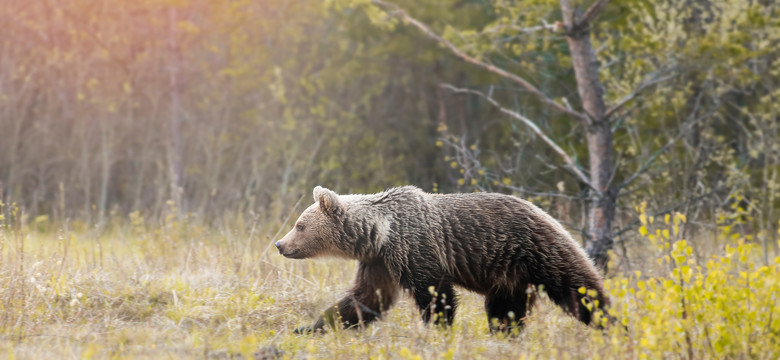 Niedźwiedzie atakują owce w Tatrach. Zabiły już pięć