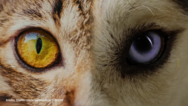 Jak widzą zwierzęta? Zobacz świat ich oczami