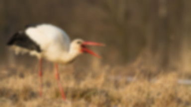 Rozpoczyna się akcja "Pomóż bocianom przetrwać zimę". Coraz więcej tych ptaków zostaje u nas