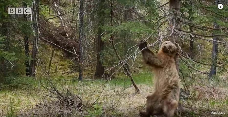 Térfigyelő kamerát szereltek az erdőbe. Amit rögzített… Nem bírod ki nevetés nélkül! (videó)