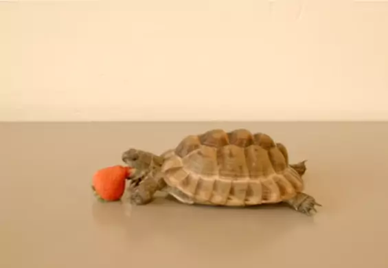 Widziałes, jak żółw je truskawkę? Ten filmik nie tylko wzrusza, ale też pomaga potrzebującym