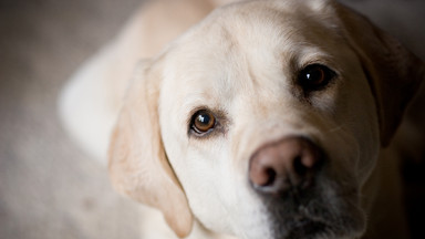 Poszukiwani chętni do wychowania przyszłych psów dla niewidomych