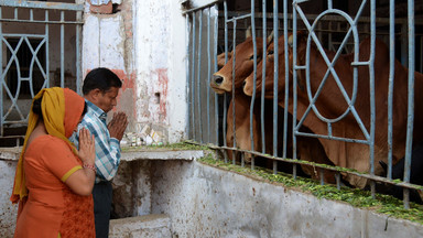 Krowa — święte zwierzę hinduizmu, symbolizujące zasadę niestosowania przemocy — doczekała się w Indiach armii uzbrojonych obrońców