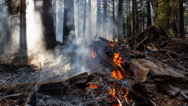 Leśnicy ostrzegają: w całym kraju ekstremalnie duże zagrożenie pożarami w lasach