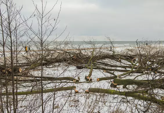 Nielegalnie wycięto 55 drzew na gdańskiej plaży. Zasłaniały widok na morze